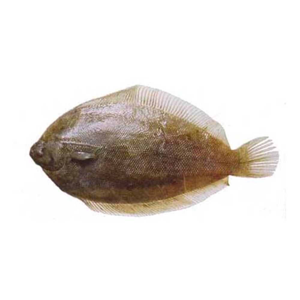 NZ Lemon Sole HOG 400-500  