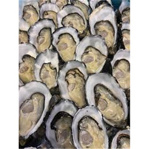 Fresh Oysters - Unopened Boomer Bay Tasmaina