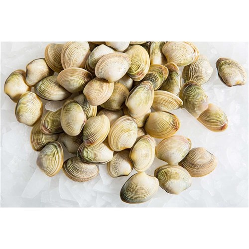 Fresh Clams / Vongole 500g
