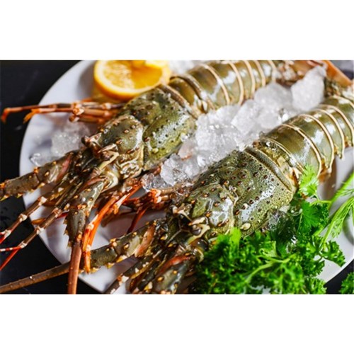 Fresh Lobster - Live 