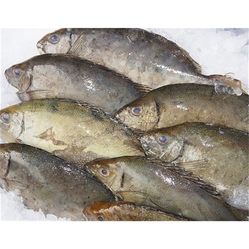 Fresh Black Trevally HOG