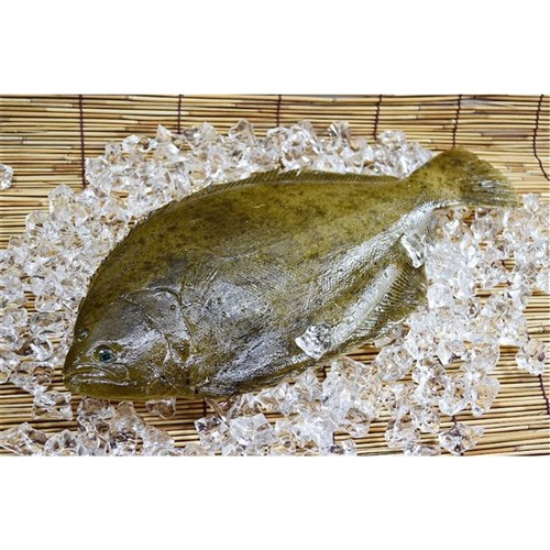 Fresh Whole Flounder 