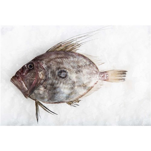 Fresh Whole John Dory