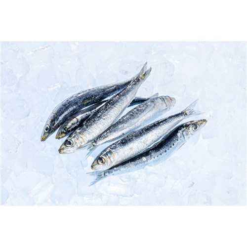 WA Frozen Sardines