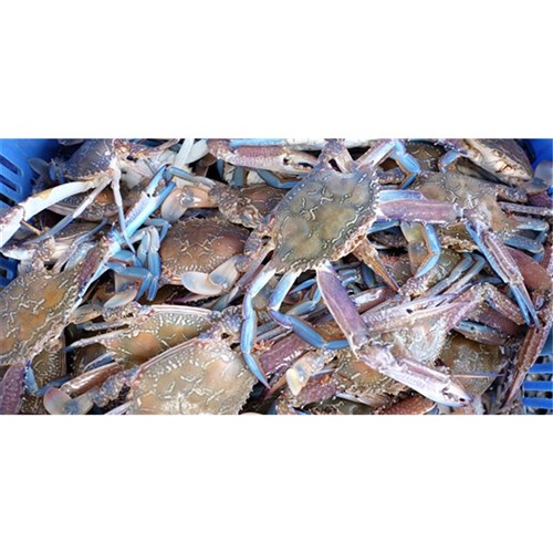 Blue Swimmer Crabs