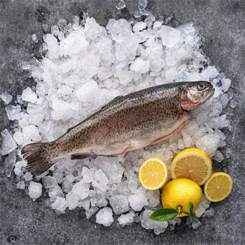 Fresh Rainbow Trout Whole AUS