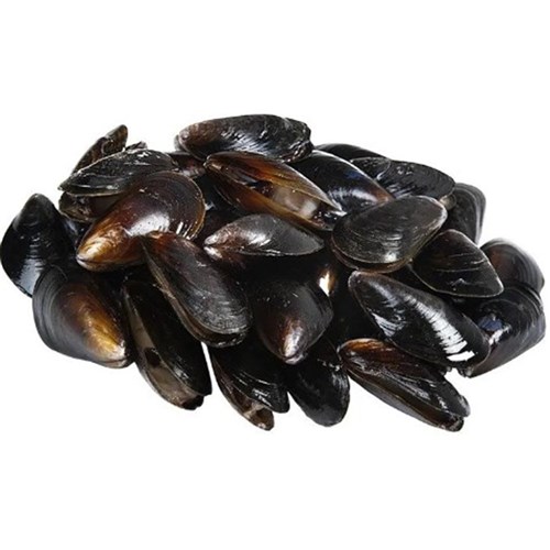 Fresh Mussels Local