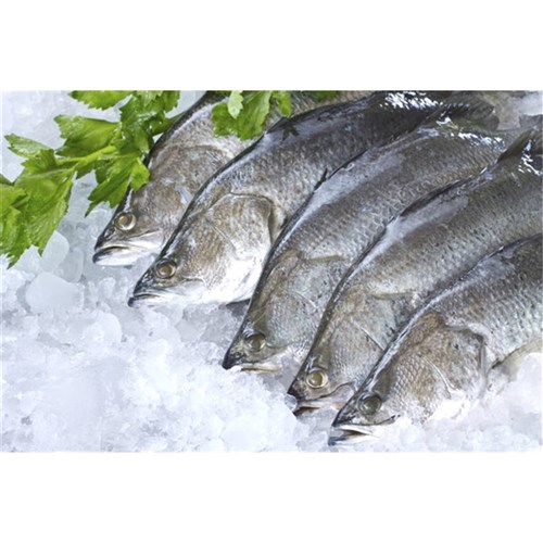 Fresh Barramundi HOG 