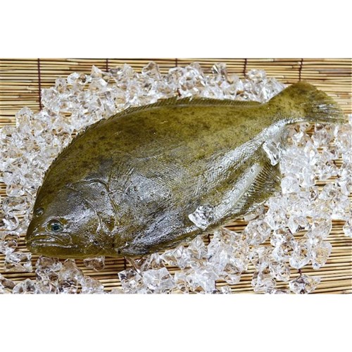 Whole Flounder Fillet HOG F