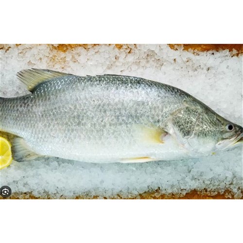 Barramundi Whole 600-800 1 x 10kg