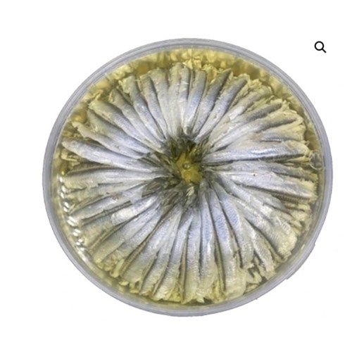 Boquerone (White Anchioves in Oil) 1kg