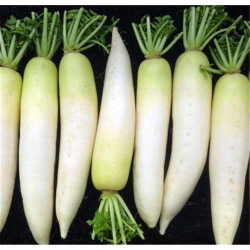 Daikon (White Raddish) 10kg Bag