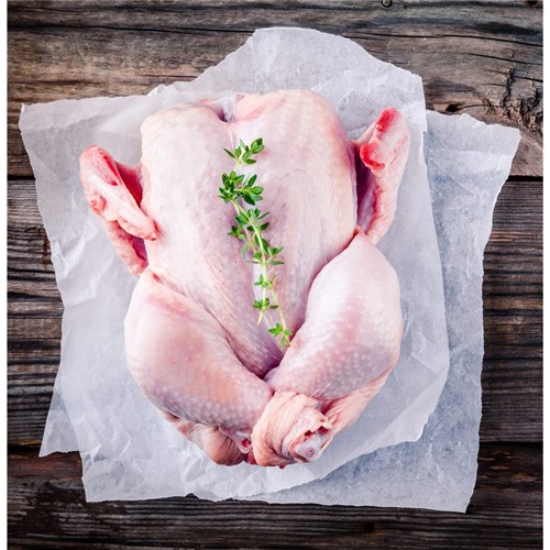Game - Poussin Size 6 IW Frozen (sold per piece)