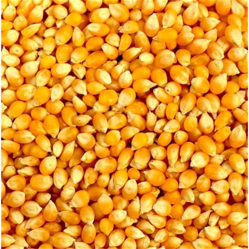 Popcorn Kernals Unpopped 1kg