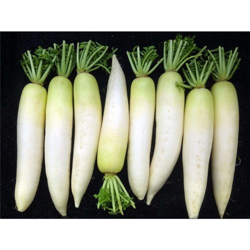 Daikon 10kg bags