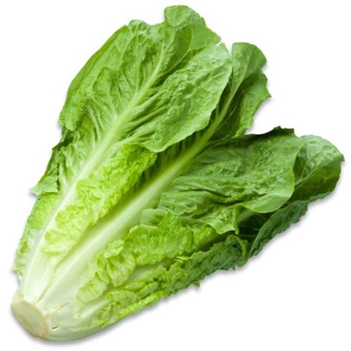 Fresh Shredded Lettuce 2kg 