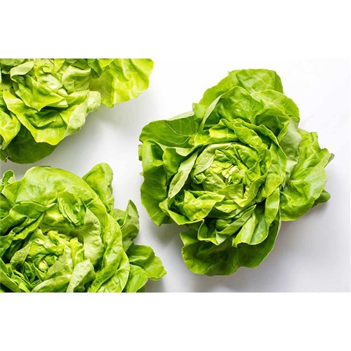Butter Lettuce (Boston) (8/carton)