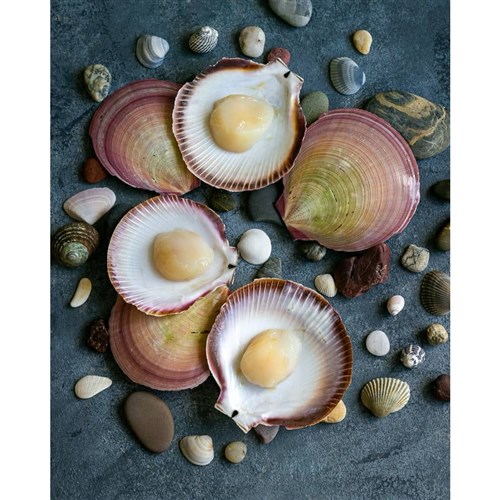 Scallops Shell R/W (kg)