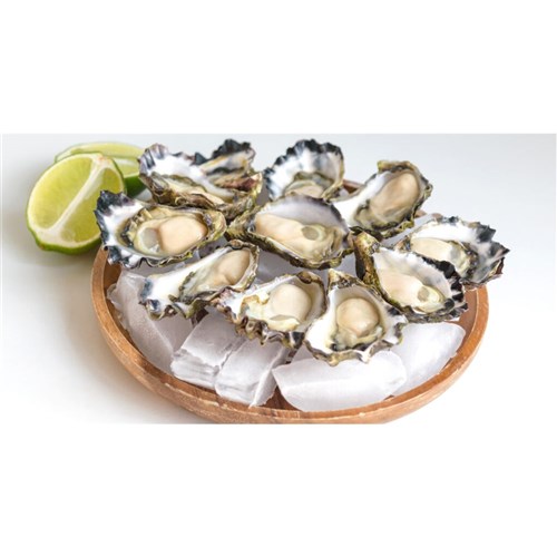 Frozen Oysters per 1doz